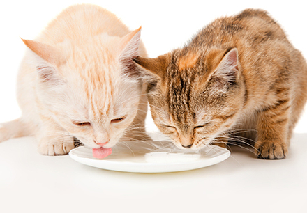 custom printed pet food pouch