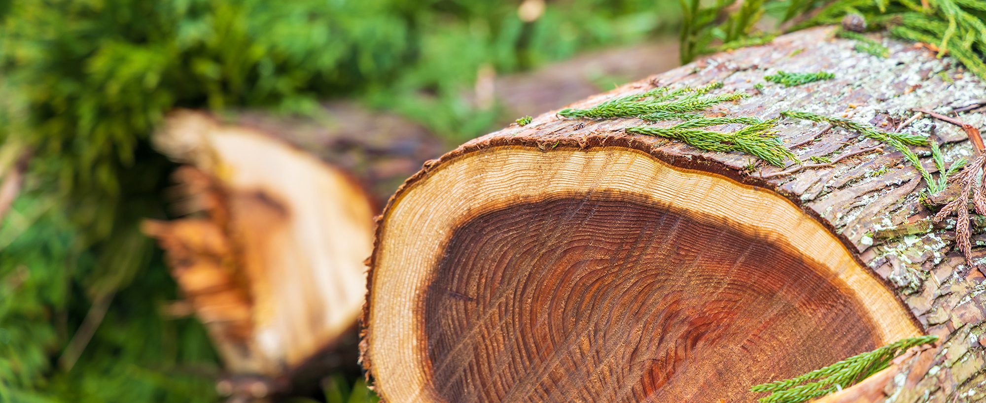 Sustainable Food Packaging for Eco-Friendly Solutions